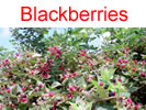 Blackberries in Millwood, WV