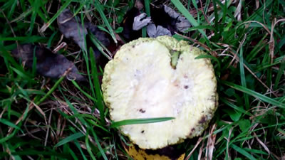 Closeup photo of the inside of a hedge apple in Millwood WV photo 2 Hedge apples in Millwood WV photo 2