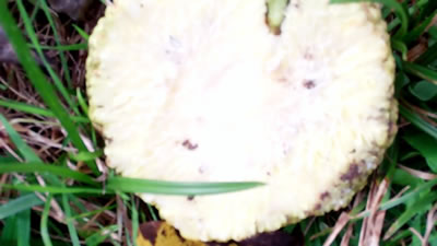 Closeup photo of the inside of a hedge apple in Millwood WV photo 3 Hedge apples in Millwood WV photo 3