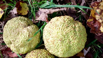 Closeup photo of hedge apples in Millwood WV photo 1 Hedge apples in Millwood WV photo 1