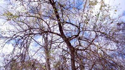 Photo of a hedge apple tree in Millwood WV photo 5 Hedge apples in Millwood WV photo 5