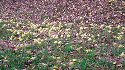 Photo of many hedge apples on the ground in Millwood WV photo 4 Hedge apples in Millwood WV photo 4