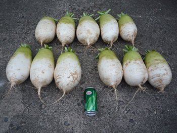 Asian radishes grown in Millwood WV Asian radishes grown in Millwood West Virginia
